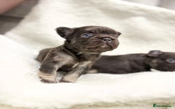 French Bulldog dogs for sale: Beautiful litter off French bulldog puppies  - Image 21