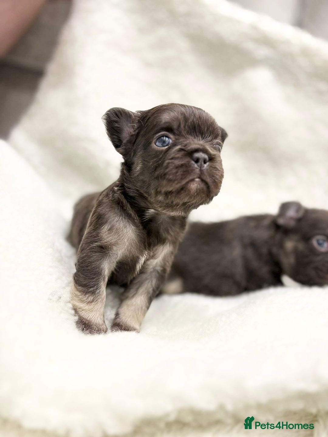 French Bulldog dogs for sale: Beautiful litter off French bulldog puppies  - Image 21