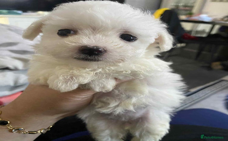 Bichon Frise dogs - Advert 7