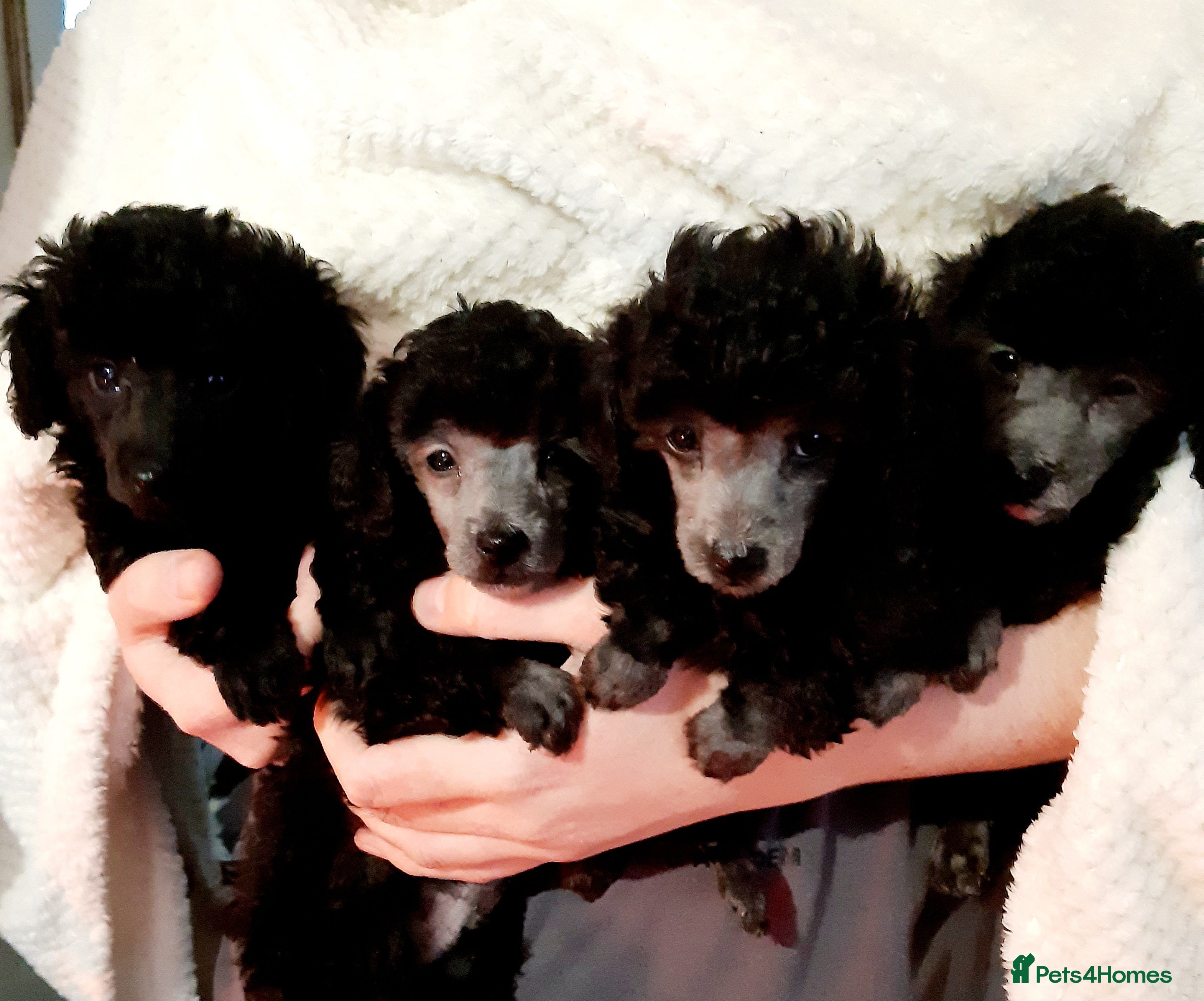 Toy Poodle dogs BEAUTIFULL TINY KC FULL PEDIGREE TOY POODLES* - Advert 8