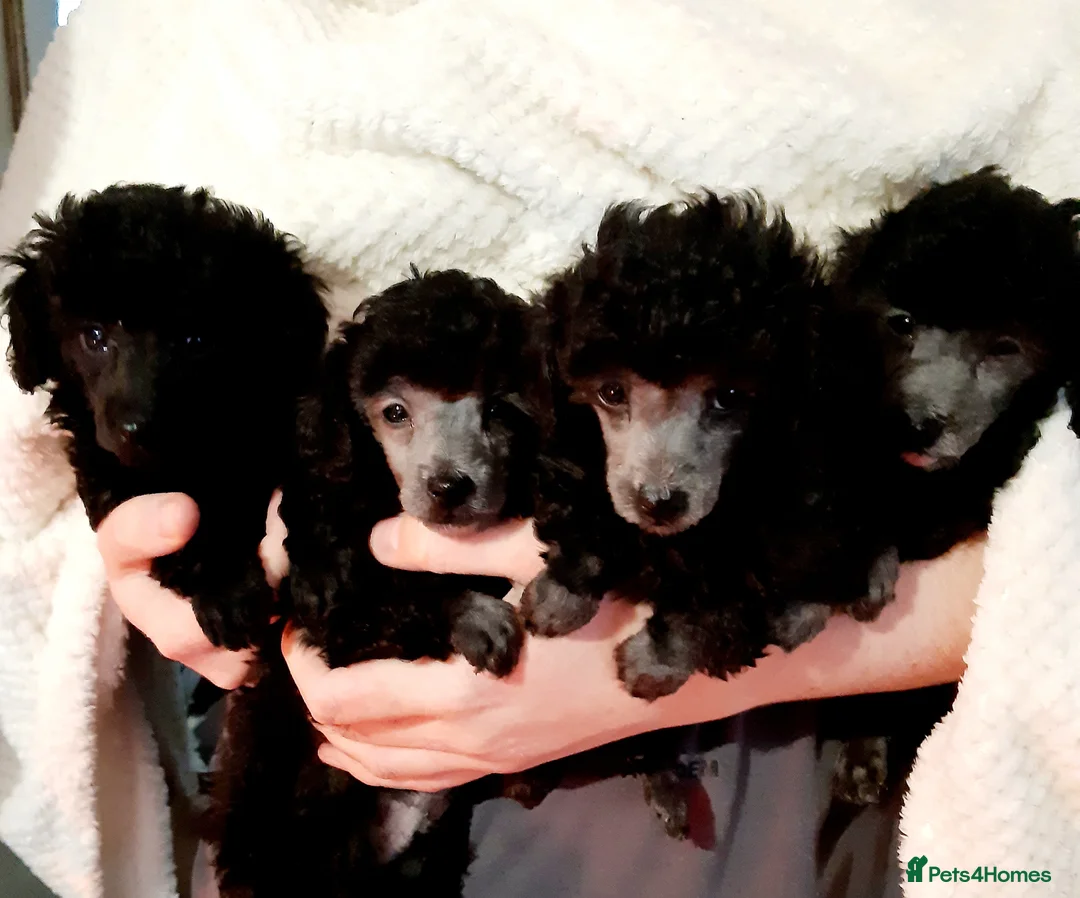 Toy Poodle dogs for sale: BEAUTIFULL TINY KC FULL PEDIGREE TOY POODLES* - Advert 1