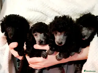 Toy Poodle dogs BEAUTIFULL TINY KC FULL PEDIGREE TOY POODLES* - Advert 4