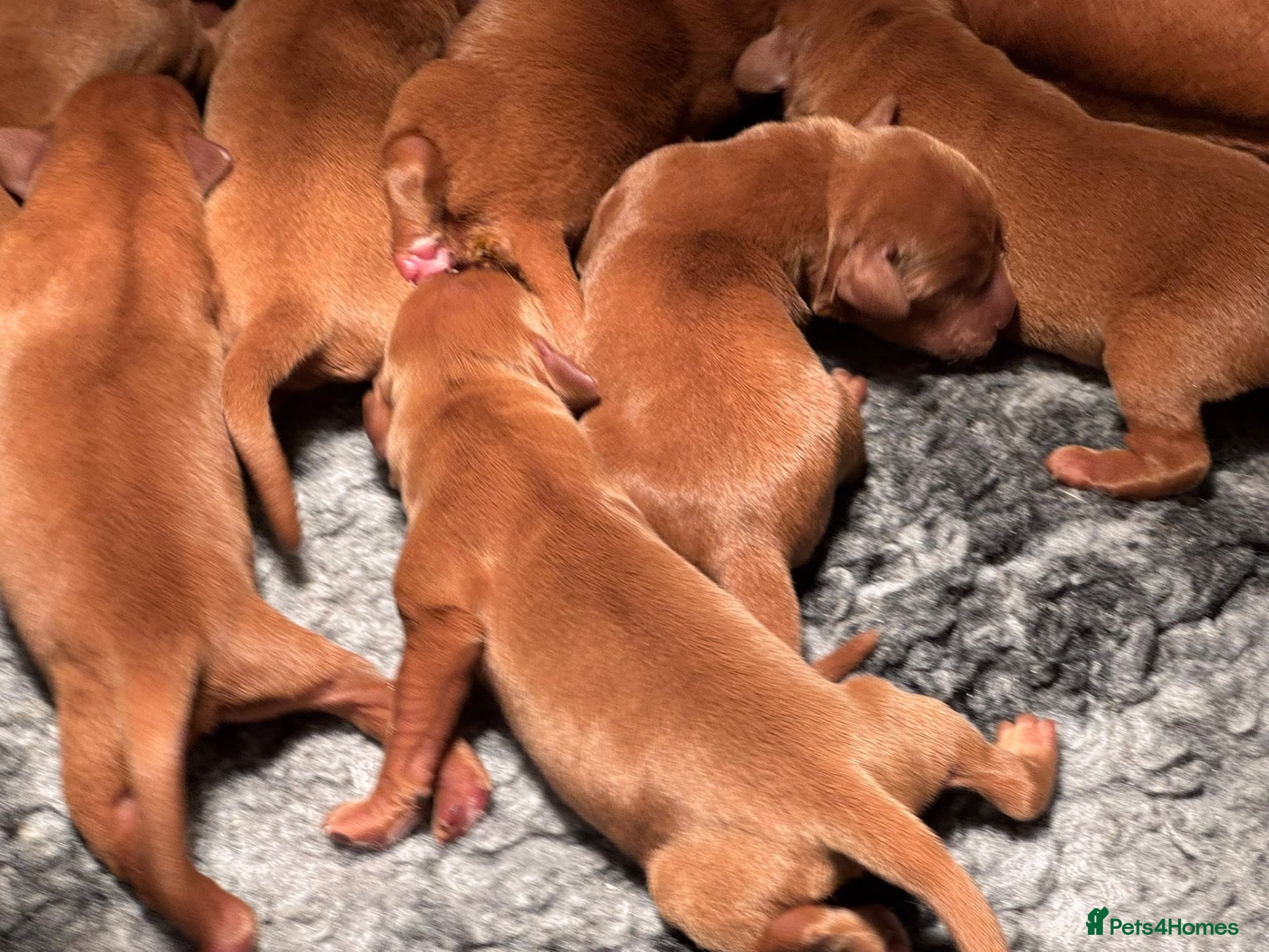 Labrador Retriever dogs Dark Fox Red Labrador Pups For Sale - Advert 2