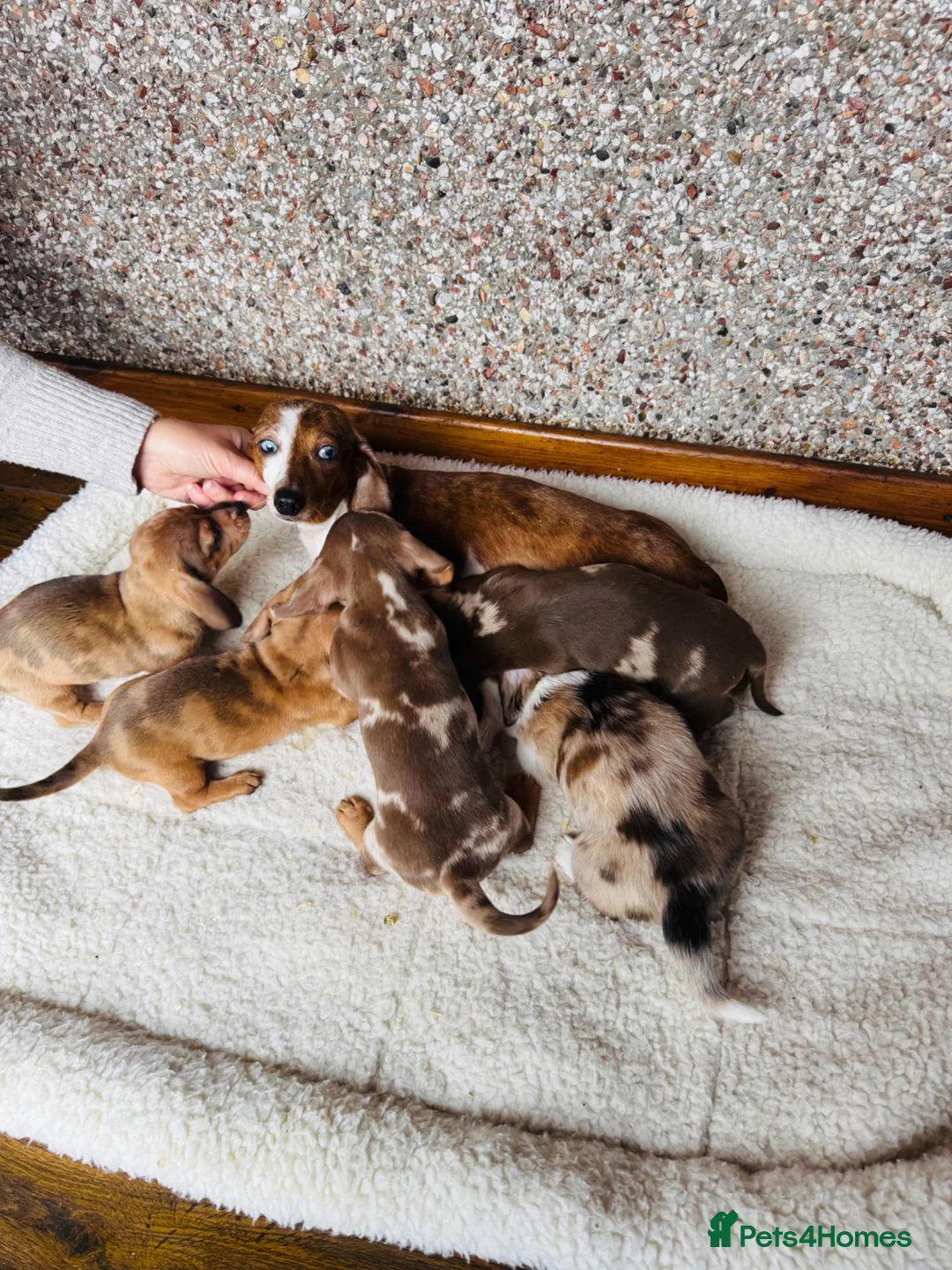 Dachshund dogs for sale: Stunning litter of dachshund pups  - Advert 14