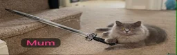 British Shorthair cats for sale: Litter due in the next few weeks in Coventry - Advert 2