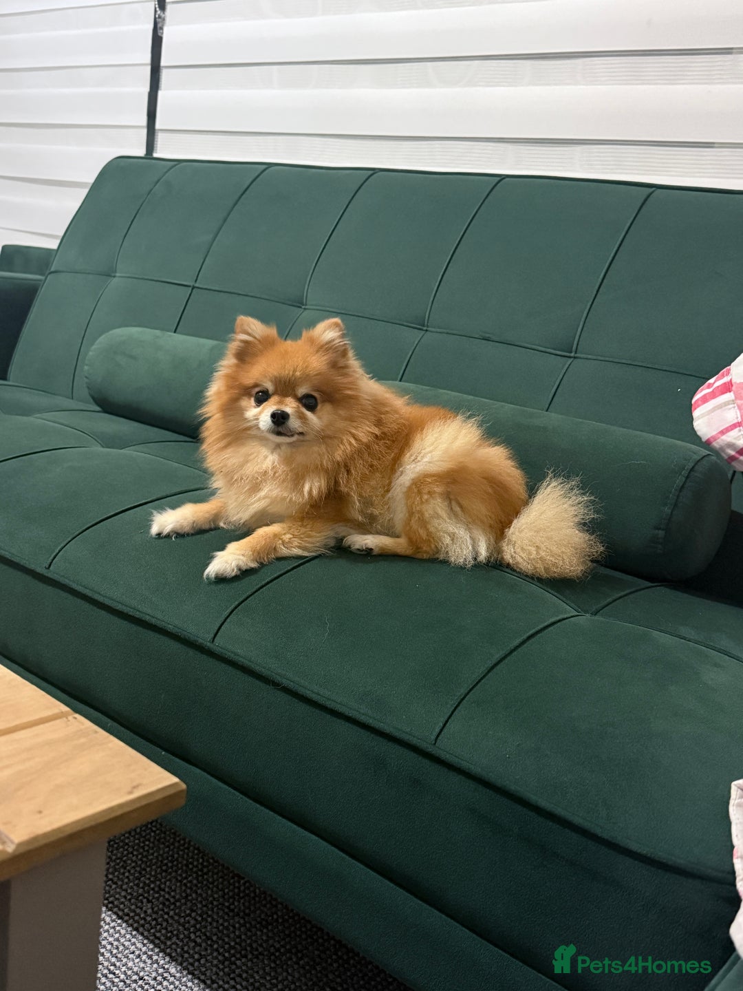 Pomeranian dogs for sale: Pomeranian  - Advert 2