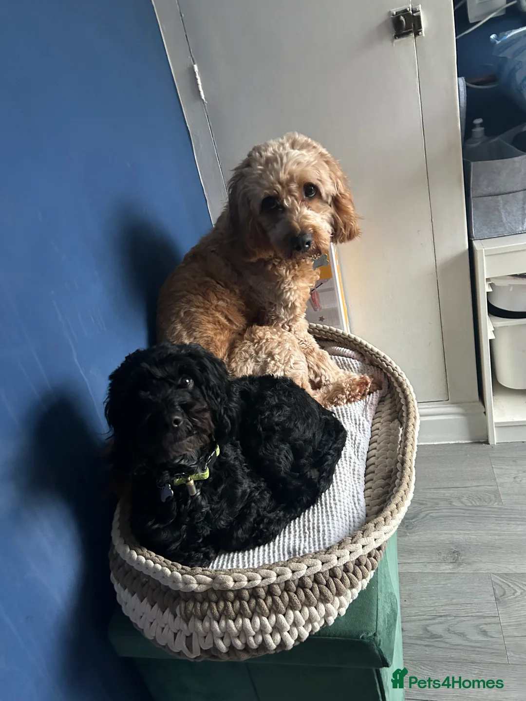 Mixed Breed dogs for sale: Cockalier-poo - Advert 2