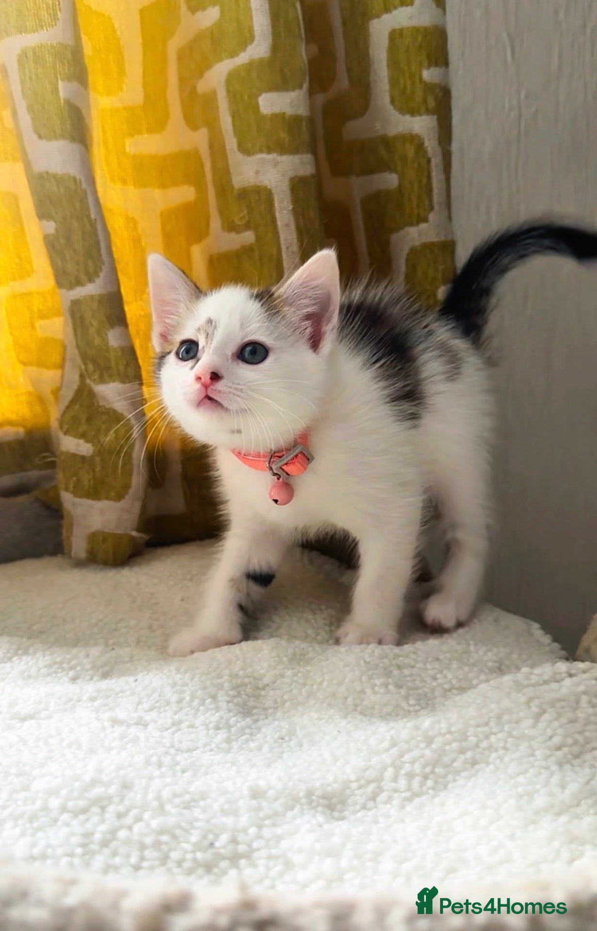 Mixed Breed cats for sale: Beautiful, Affectionate & Playful Girl 💕 - Advert 14