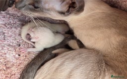 Siamese cats for sale: Siamese and Oriental Kittens  - Image 9