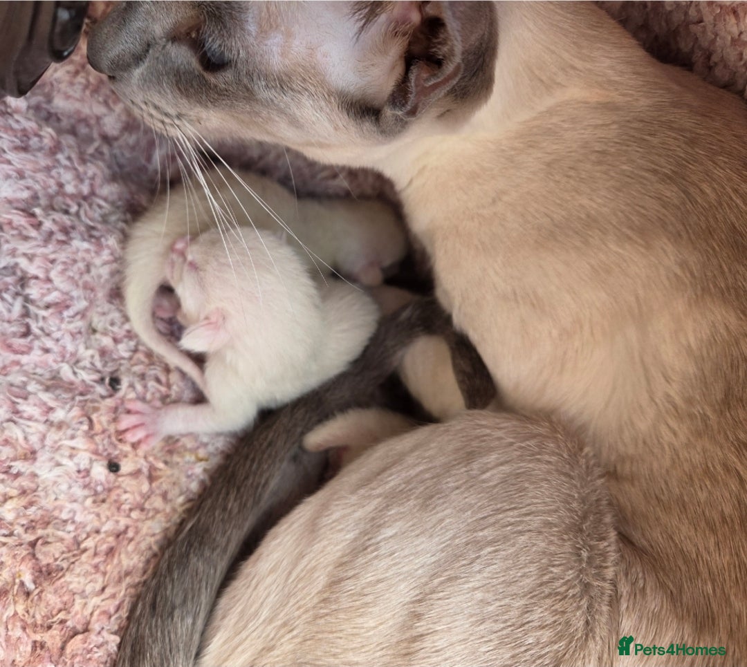 Siamese cats for sale: Siamese and Oriental Kittens  - Image 9