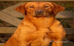 Labrador Retriever dogs for sale: REDUCED! FTCH sired KC fully health tested - Image 11