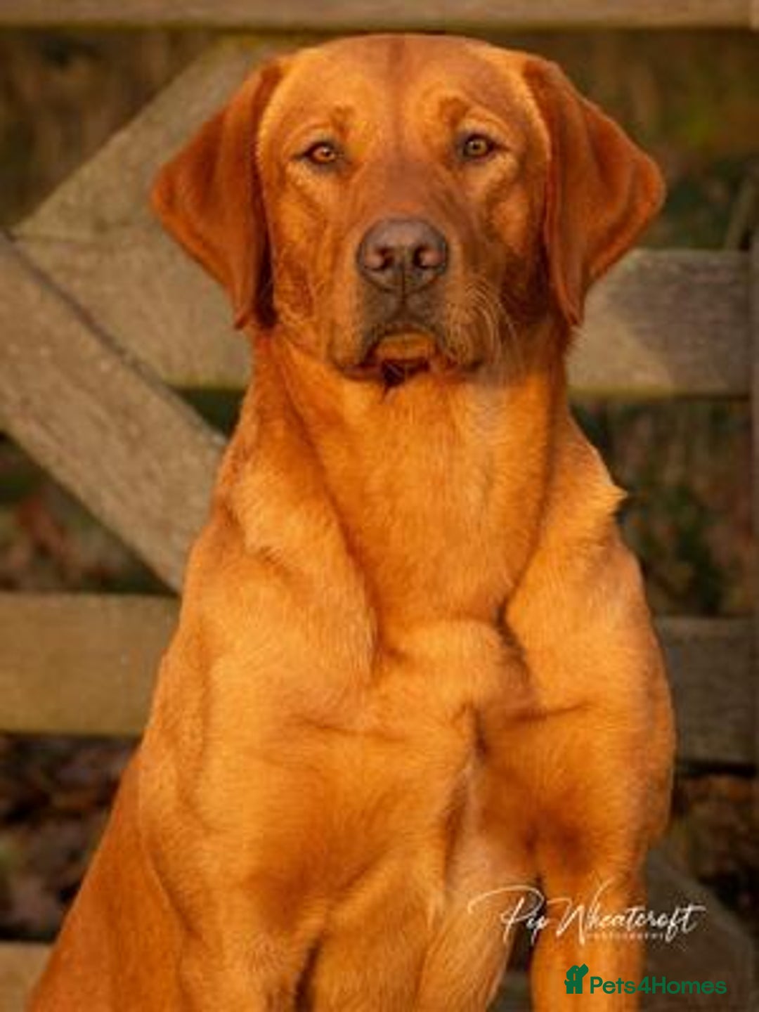 Labrador Retriever dogs for sale: REDUCED! FTCH sired KC fully health tested - Image 11