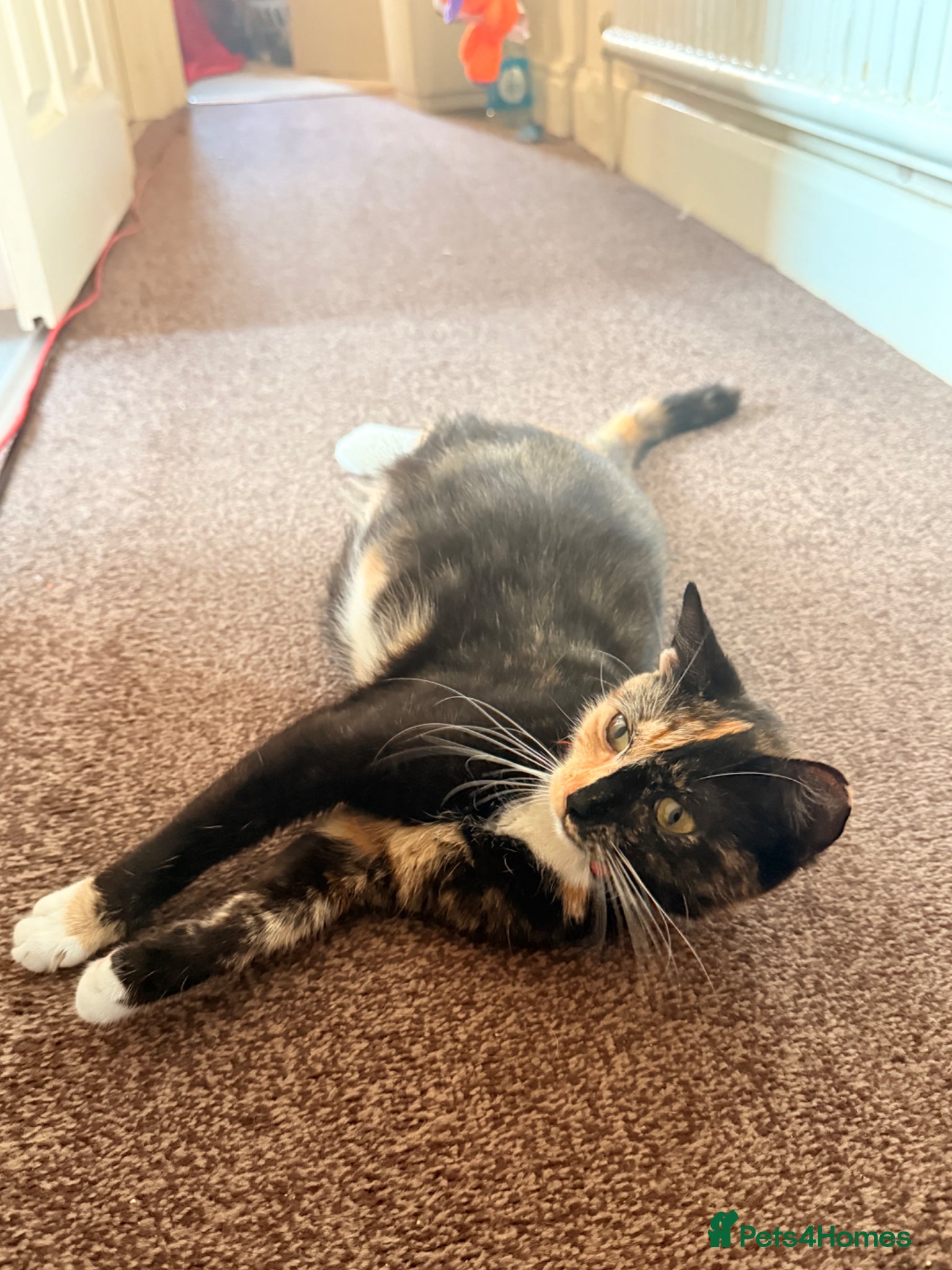 Mixed Breed cats Cute kittens - Advert 1