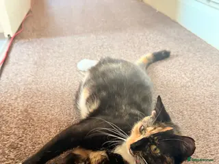 Mixed Breed cats Cute kittens - Advert 1