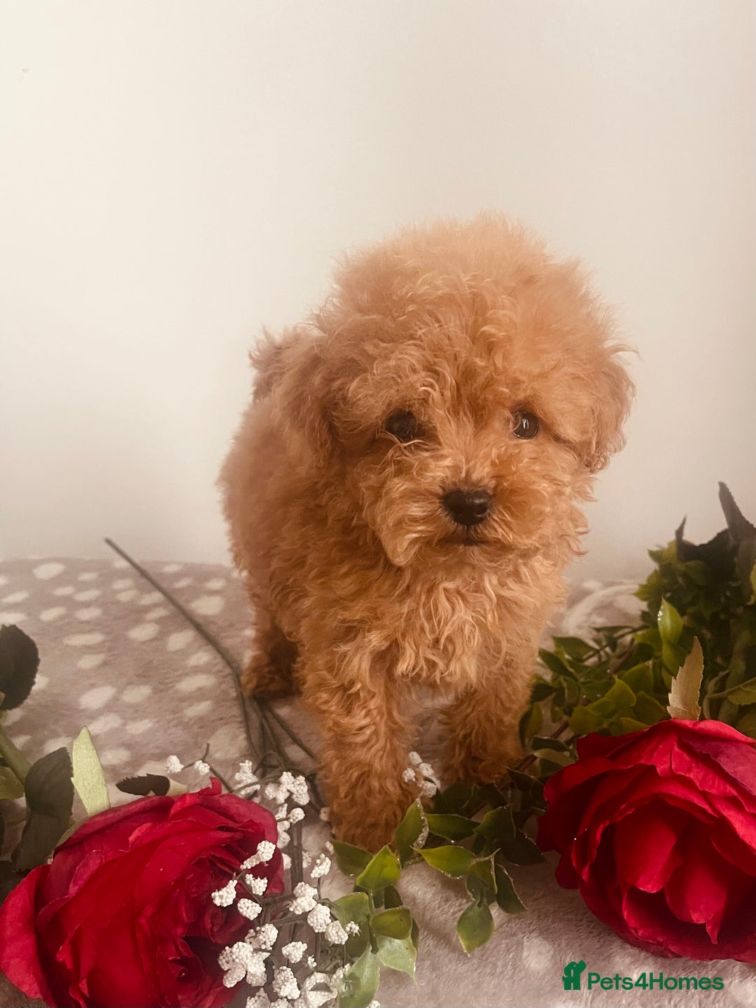 Maltipoo dogs for sale: 🐾 Two F1 Toy Maltipoo Boys Available 🐾 - Advert 5