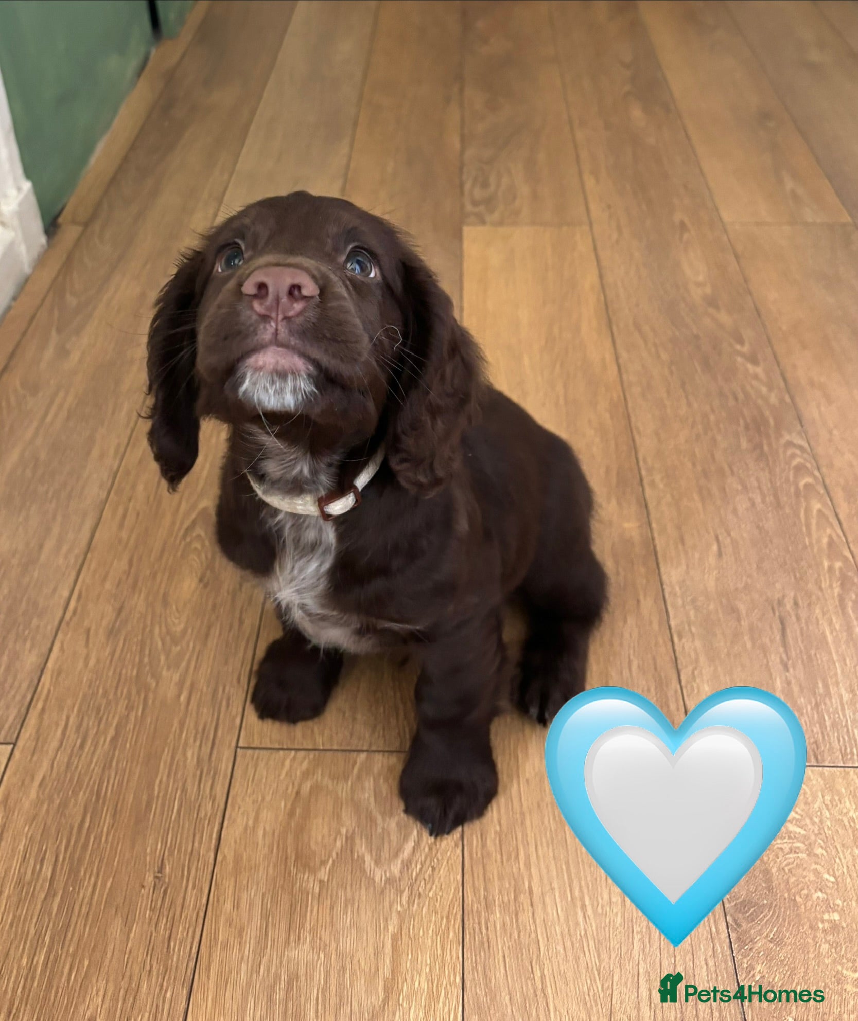 Sprocker dogs Beautiful Sprocker Spaniel puppies - READY TO GO - Advert 2