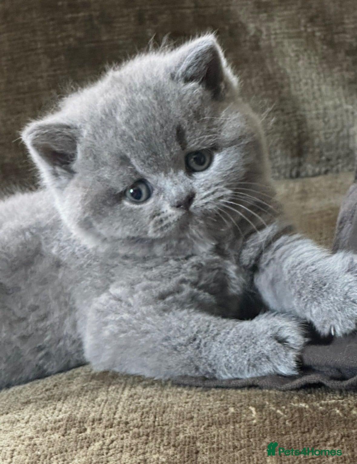 British Shorthair cats 5 Stunning BSH Blue and Lilac Kittens - Advert 2