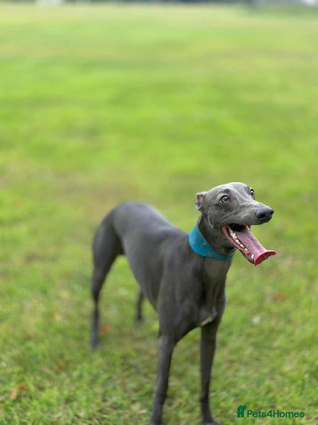 Whippet dogs for stud: Whippet for stud  in Elgin - Image 5