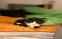 Mixed Breed cats for sale: Adorable kittens looking for their forever home  - Image 2
