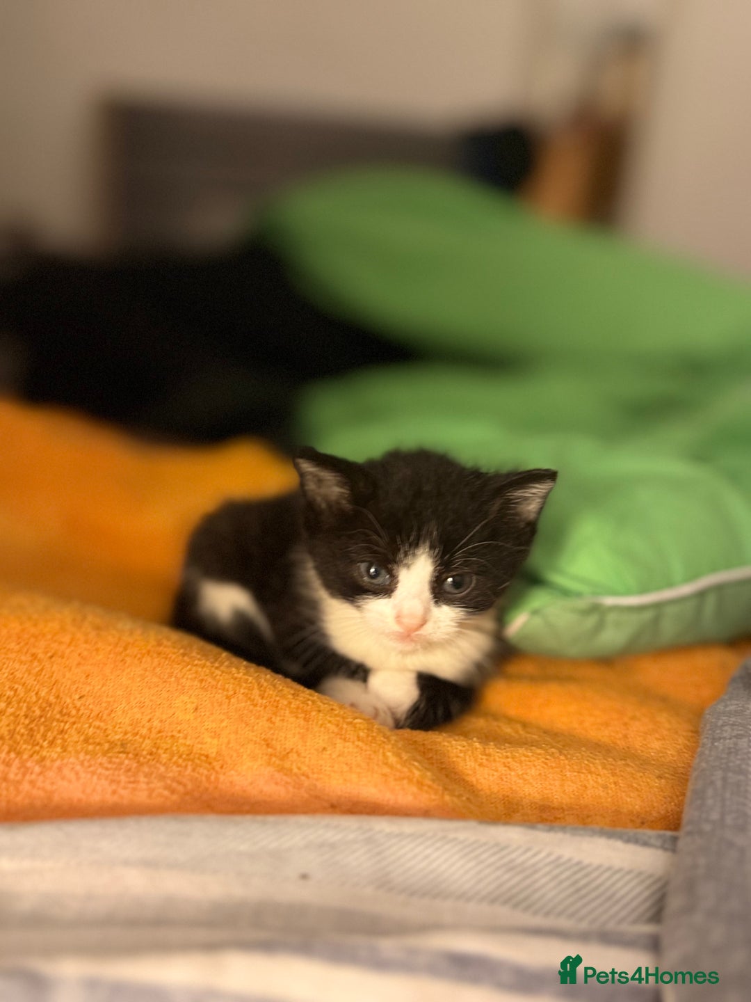 Mixed Breed cats for sale: Adorable kittens looking for their forever home  - Image 2
