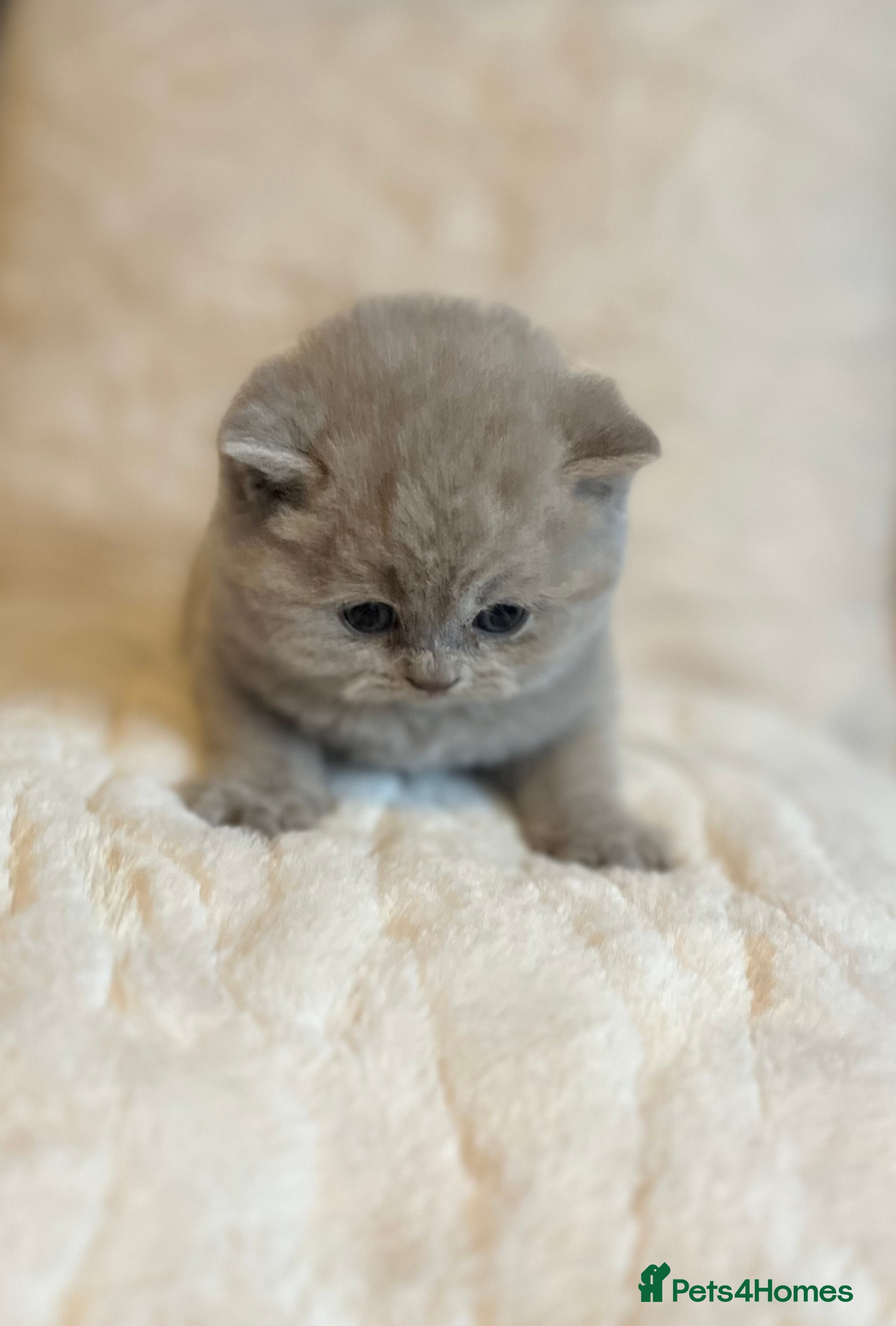 British Shorthair cats Gorgeous 4 week old health tested BSH - Advert 6