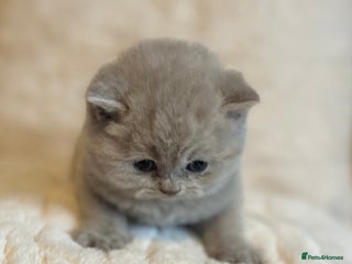British Shorthair cats Gorgeous 4 week old health tested BSH - Advert 6