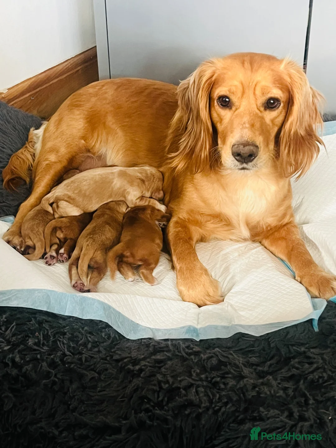 Cocker Spaniel dogs for sale: Working cocker spaniel puppies  in Worcester - Advert 1