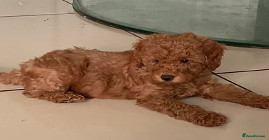 Labradoodle dogs - Advert 4