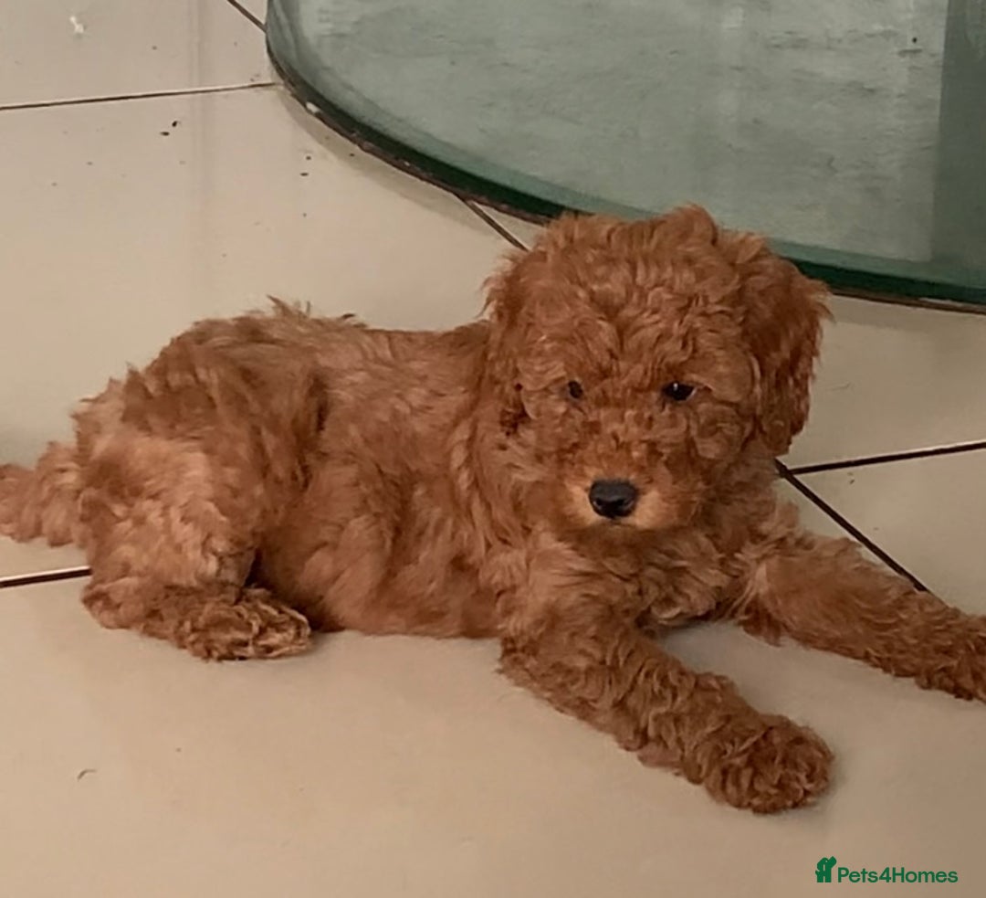 Labradoodle dogs for sale: F1b Labradoodles Fox Red (Health tested clear)  - Image 4