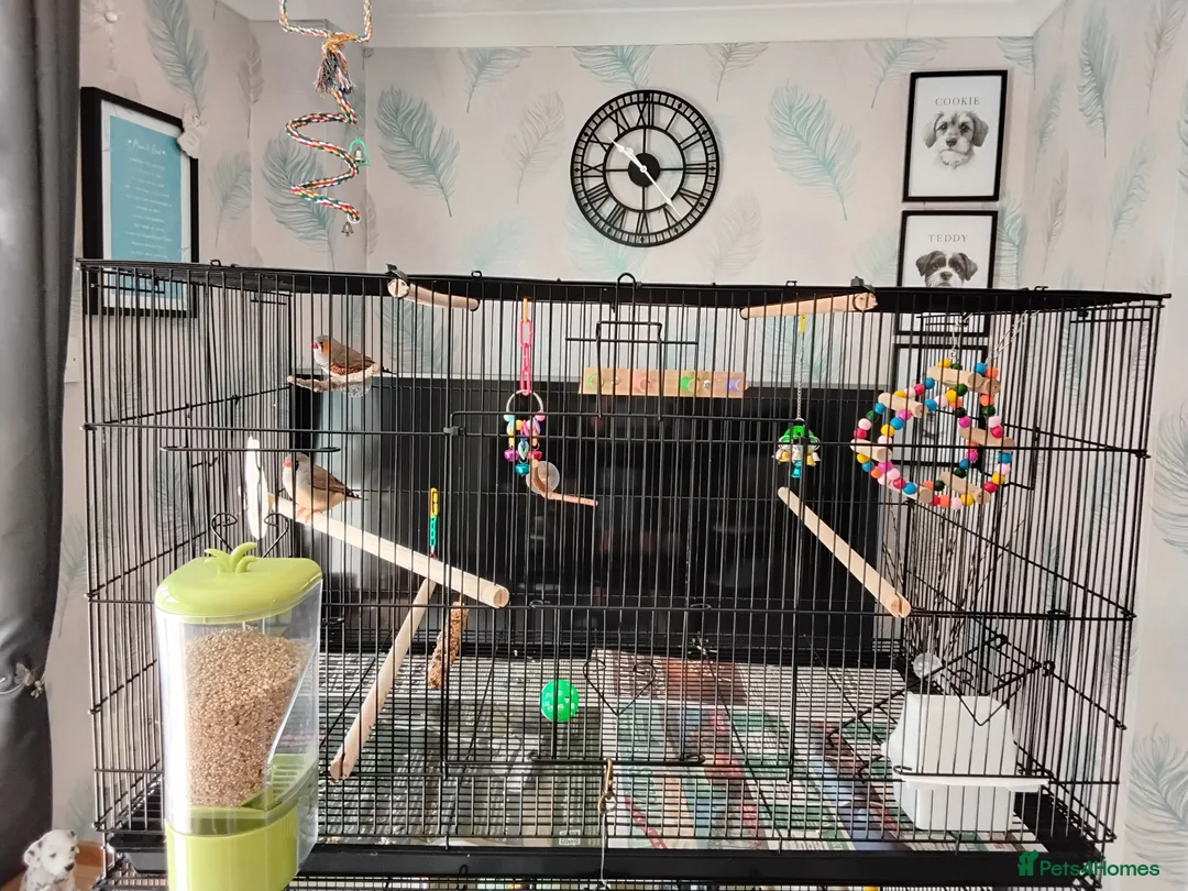 Finches birds for sale: Bonded Pair of zebra finches in Shoreham-by-Sea - Advert 4