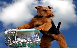 Welsh Terrier dogs for sale: Beautiful Champion Lines KC Welsh Terrier Puppies - Image 22
