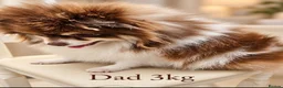 Pomeranian dogs for sale: Two Stunning Petite Pomeranian Babies  - Advert 18