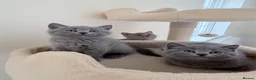 Russian Blue cats for sale: Beautiful Russian Blue/British Shorthair Kittens  in Wimborne - Advert 13