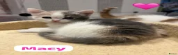 Mixed Breed cats for sale: 4 Beautiful kittens🩷🩵 - Advert 18