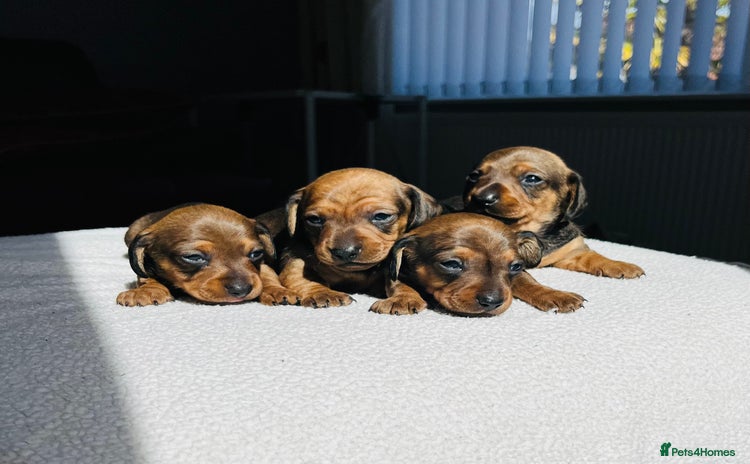 Miniature Dachshund dogs - Advert 2