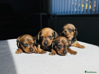 Miniature Dachshund dogs - Advert 7