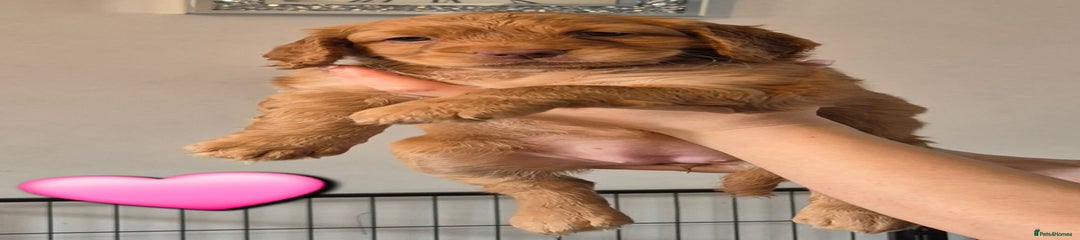 Cockapoo Puppy 6