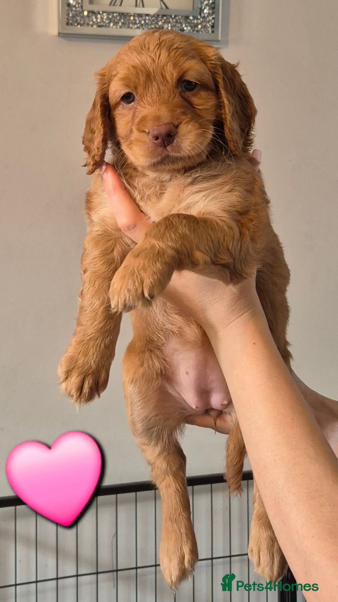 Cockapoo dogs for sale: F1B Cockapoo's - Image 6