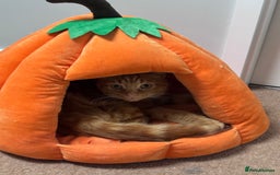 Domestic Shorthair cats for sale: Pumpkin  - Image 3