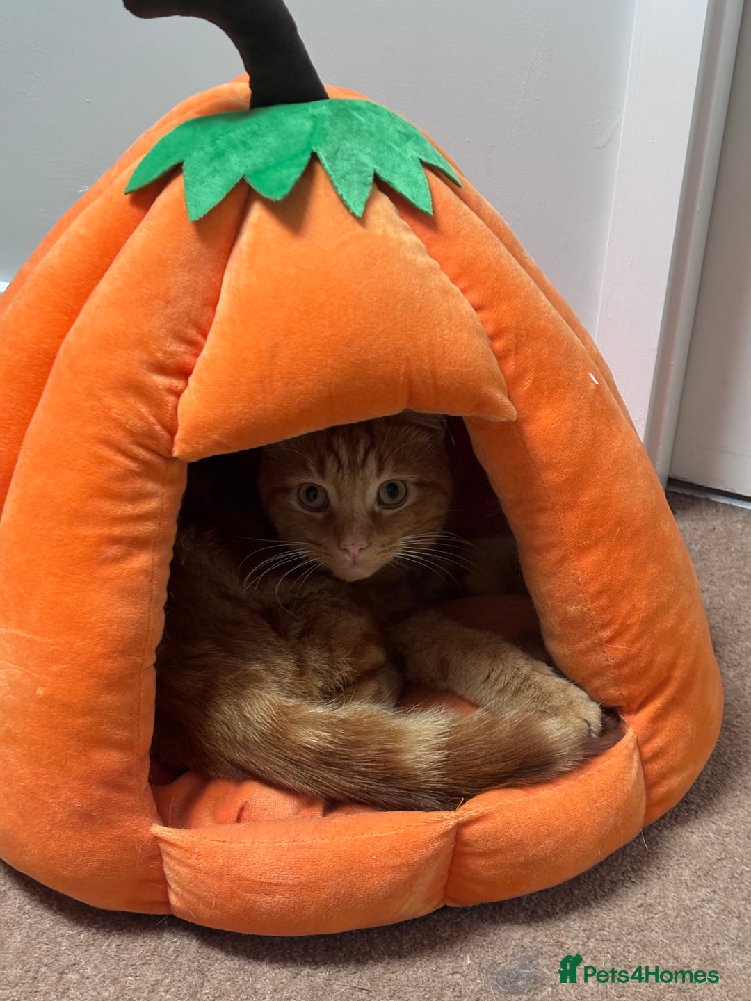 Domestic Shorthair cats for sale: Pumpkin  - Image 3