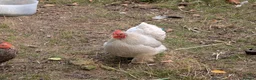 Chickens poultry for sale: Rooster & Hen Free in Spalding - Advert 2