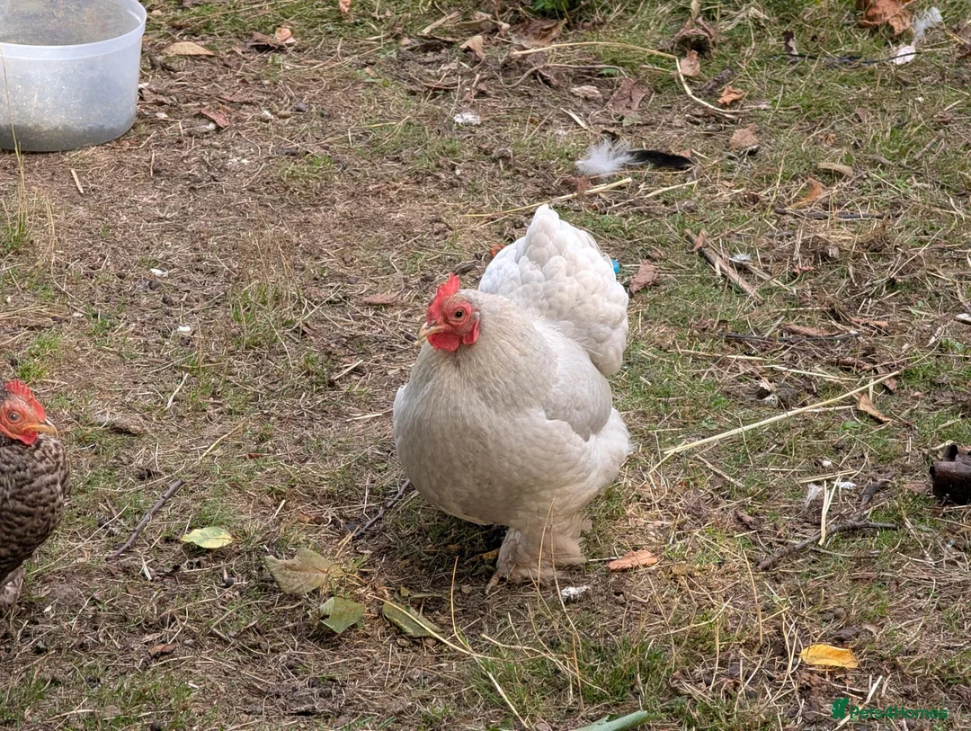 Chickens poultry for sale: Rooster & Hen Free in Spalding - Advert 2