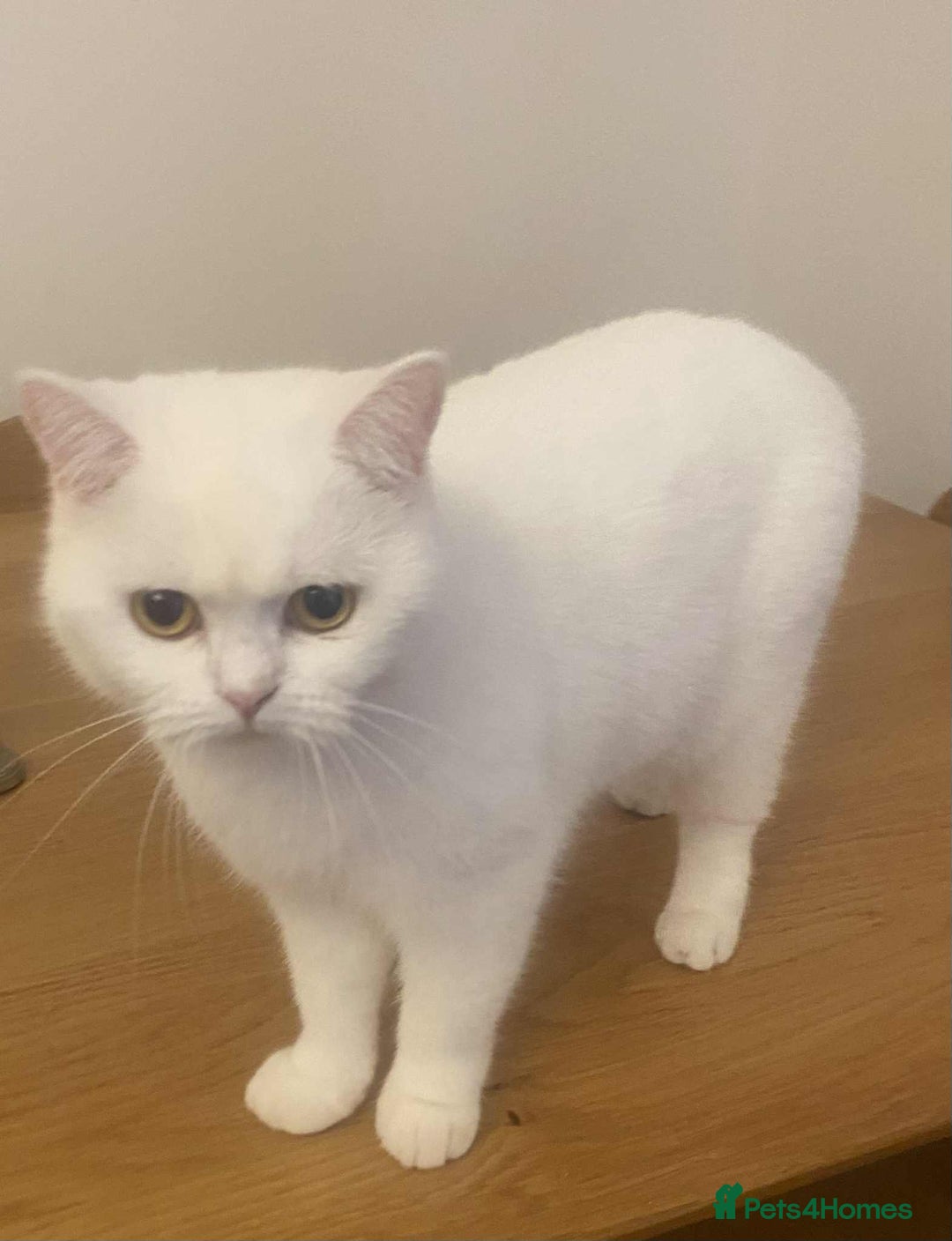 British Shorthair cats for sale: British shorthair females  - Advert 10