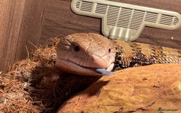 Skink reptiles for sale: Blue Tongued Skink + Vivarium & Accessories - Image 3