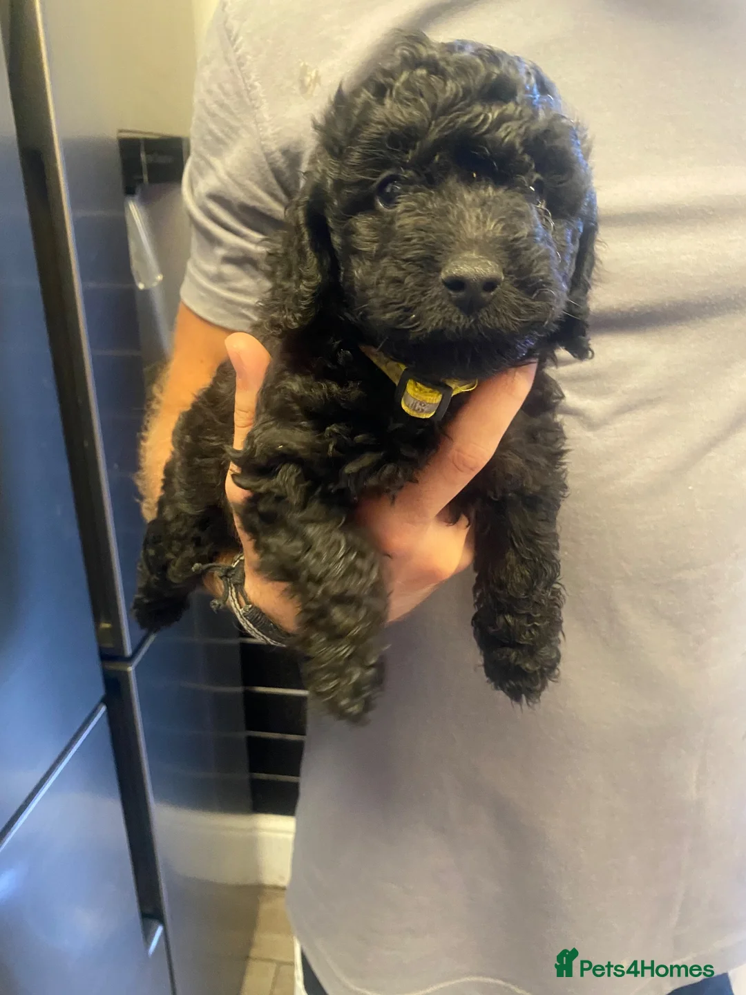 Cockapoo dogs for sale: Outstanding cockerpoo puppies  - Advert 31