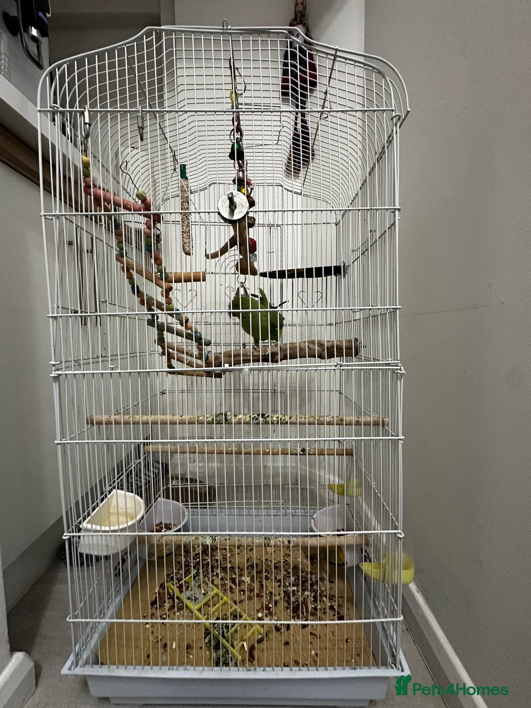 Parakeets birds for sale: Indian rose ringed parakeet - Advert 2