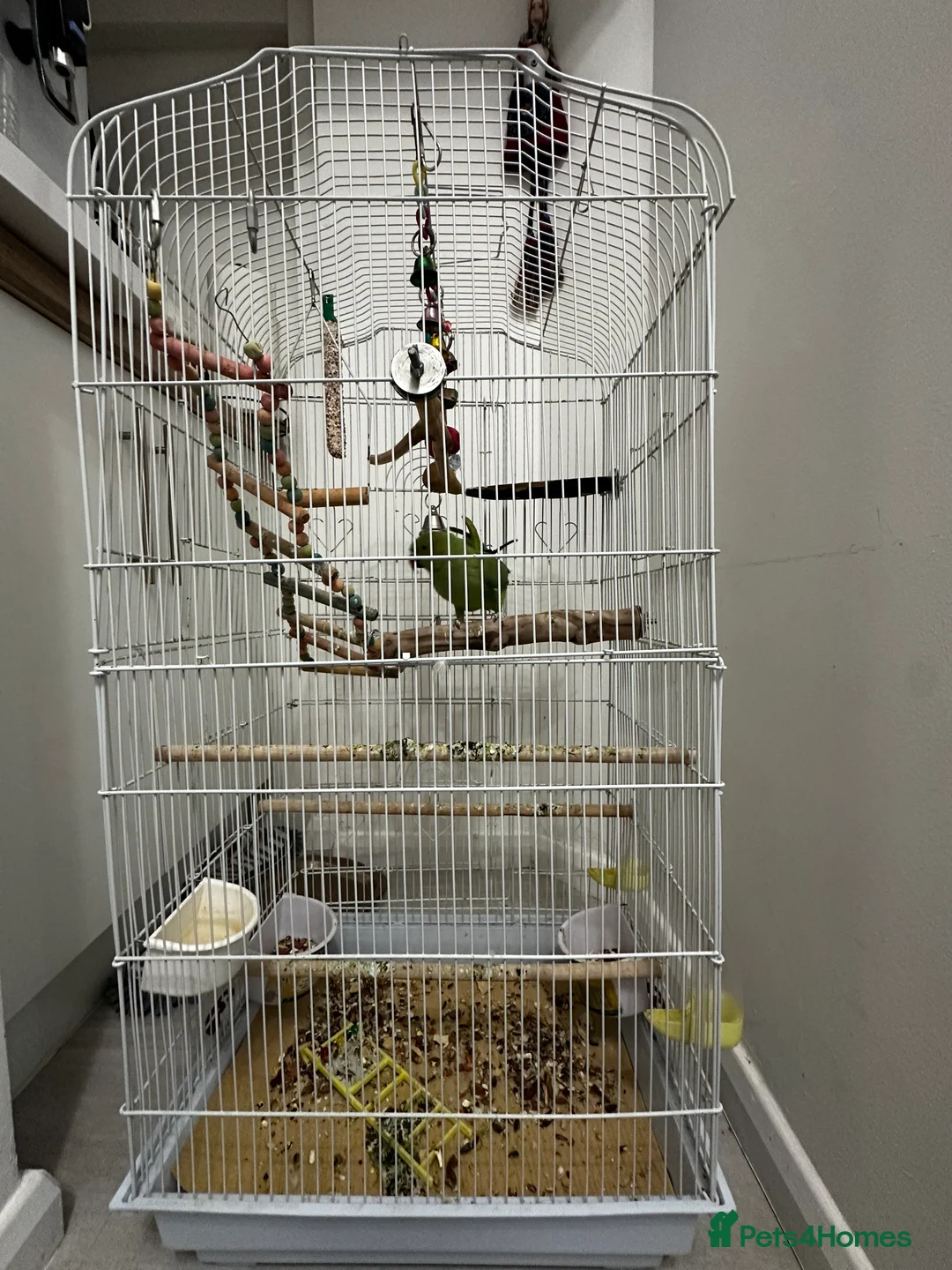 Parakeets birds for sale: Indian rose ringed parakeet - Advert 2