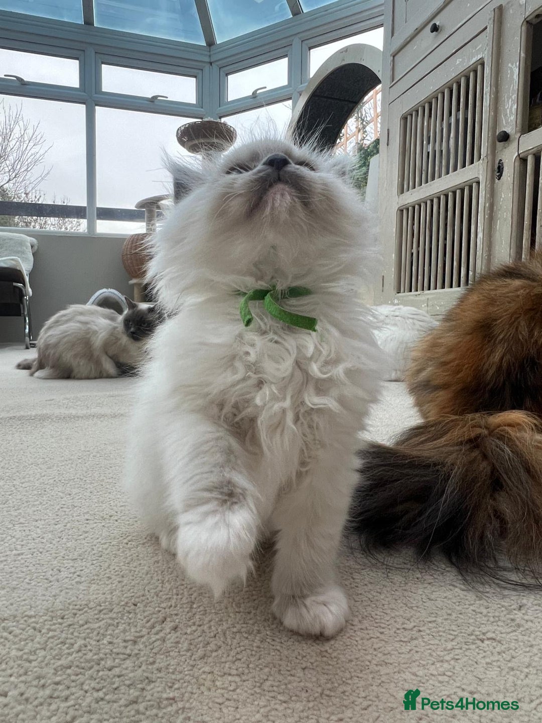 Ragdoll cats for sale: 100% Pure ragdoll kittens - Advert 11