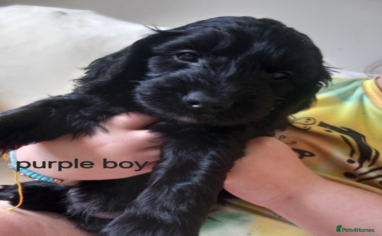 Cockapoo dogs - Advert 1