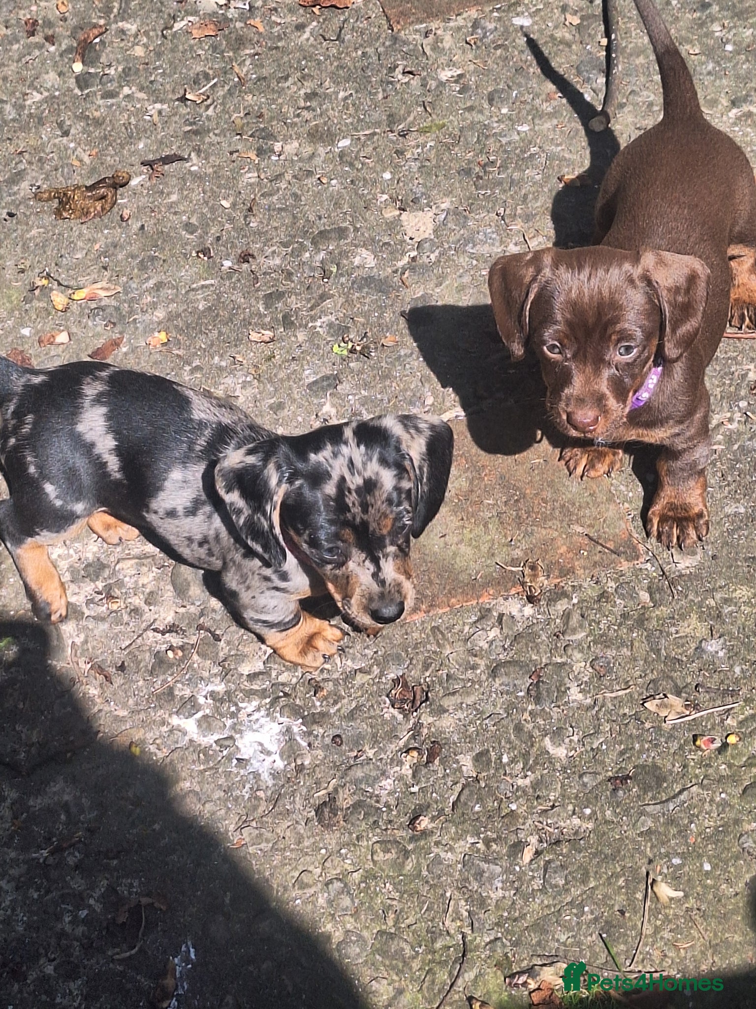 Miniature Dachshund dogs Rare rainbow litter - Advert 1